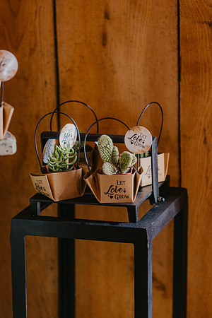 roble_petrazio_0199